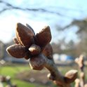 Quercus robur 'Filicifolia' bourgeon